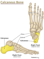 Calcaneus bone in the foot
