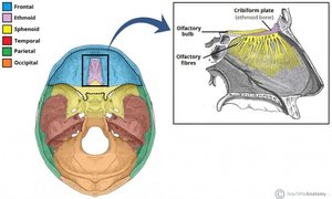 Cribriform plate and olfactory fibers
