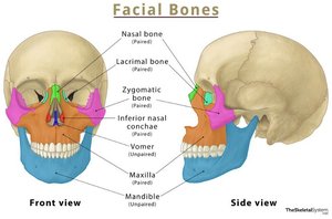 Facial bones labeled