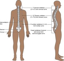Vertebral column regions