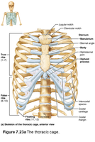 Thoracic cage and rib classification
