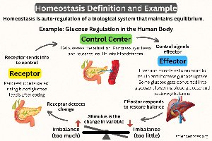Diagram of homeostasis definition and glucose regulation example