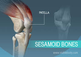 Sesamoid bone: patella