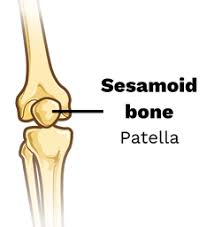 Sesamoid bone: patella illustration