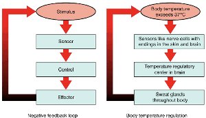 Diagram of negative feedback loop and body temperature regulation