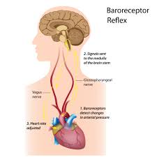 Baroreceptor reflex diagram