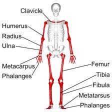 Diagram of long bones in the human skeleton