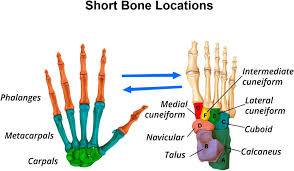 Short bone locations in the hand and foot