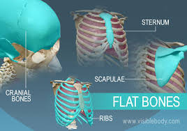 Flat bones: cranial bones, sternum, scapulae, ribs