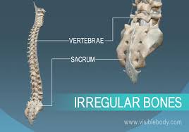 Irregular bones: vertebrae and sacrum