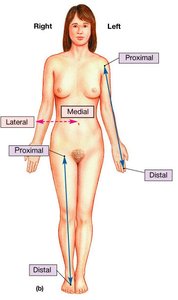 Directional terms diagram