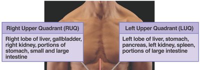 Abdominal regions