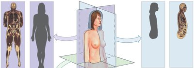 Body planes and sections