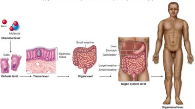 Levels of structural organization in the human body