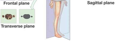 Body planes and sections
