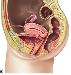 Body planes and sections