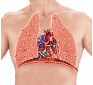 Body planes and sections