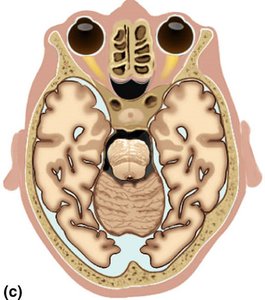 Body planes and sections