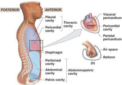 Body cavities diagram