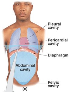 Ventral body cavity diagram