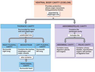 Ventral body cavity diagram
