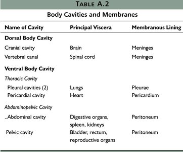Ventral body cavity diagram