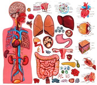 Body cavities and membranes table