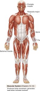 Muscular system