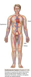 Cardiovascular system