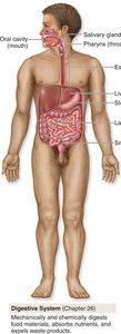 Digestive system