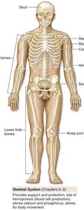 Skeletal system