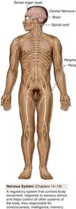 Nervous system