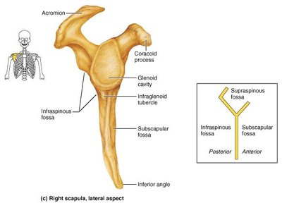 Structures of the Scapula, lateral aspect