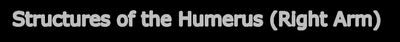 Structures of the Humerus, anterior and posterior views