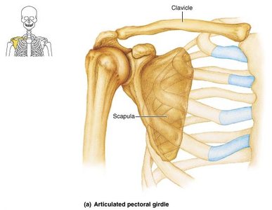 Articulated pectoral girdle diagram