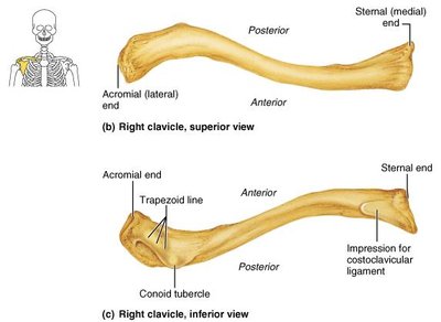 Right clavicle, superior and inferior views