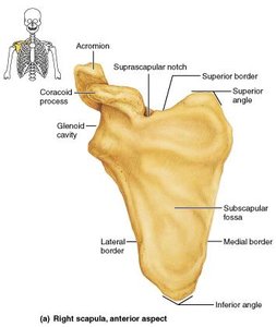 Right scapula, anterior aspect