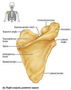 Right scapula, posterior aspect