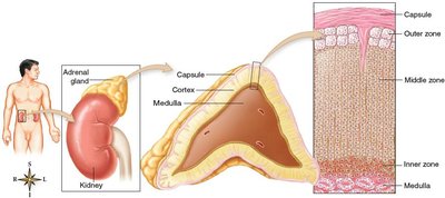 Anatomy and histology of the adrenal gland