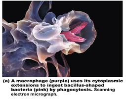 Macrophage ingesting bacteria by phagocytosis