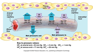 Capillary fluid exchange and pressures