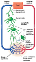 Lymphatic system overview