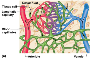 Lymphatic capillaries and blood capillaries