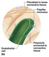 Lymphatic capillary structure with minivalve
