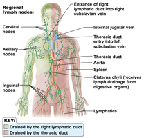 Lymphatic drainage regions