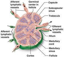 Lymph node structure
