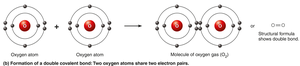 Formation of covalent bonds (double)