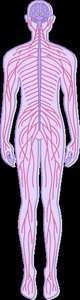 Diagram of the human body showing the peripheral nervous system