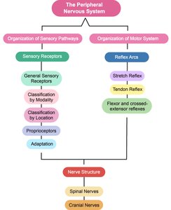 Flowchart of the organization of the peripheral nervous system, including sensory and motor pathways