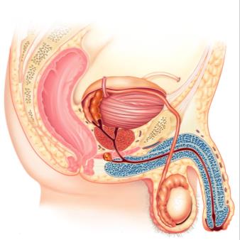 Sagittal view of male reproductive organs